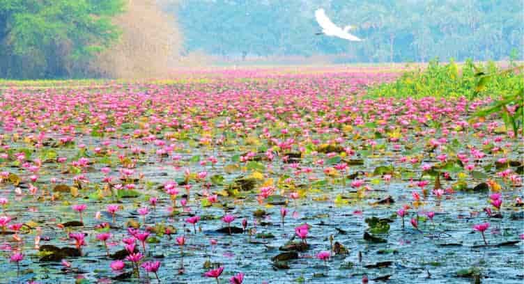 Lotus Valley, Indore: Best Time to Visit, Things to Do, How to Reach